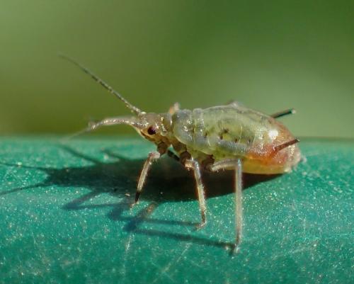 Rhopalosiphum padi